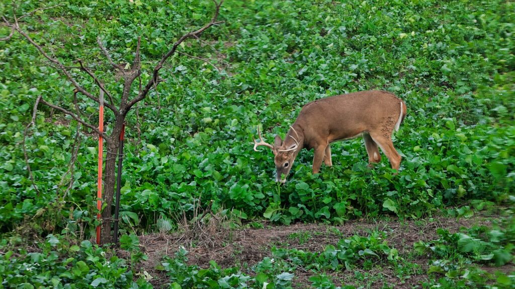 Seeds of Success: Navigating ‘The Ultimate Guide’ to Choose Your Perfect Food Plot Seed