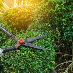 The Top Benefits of a Tree Care Company