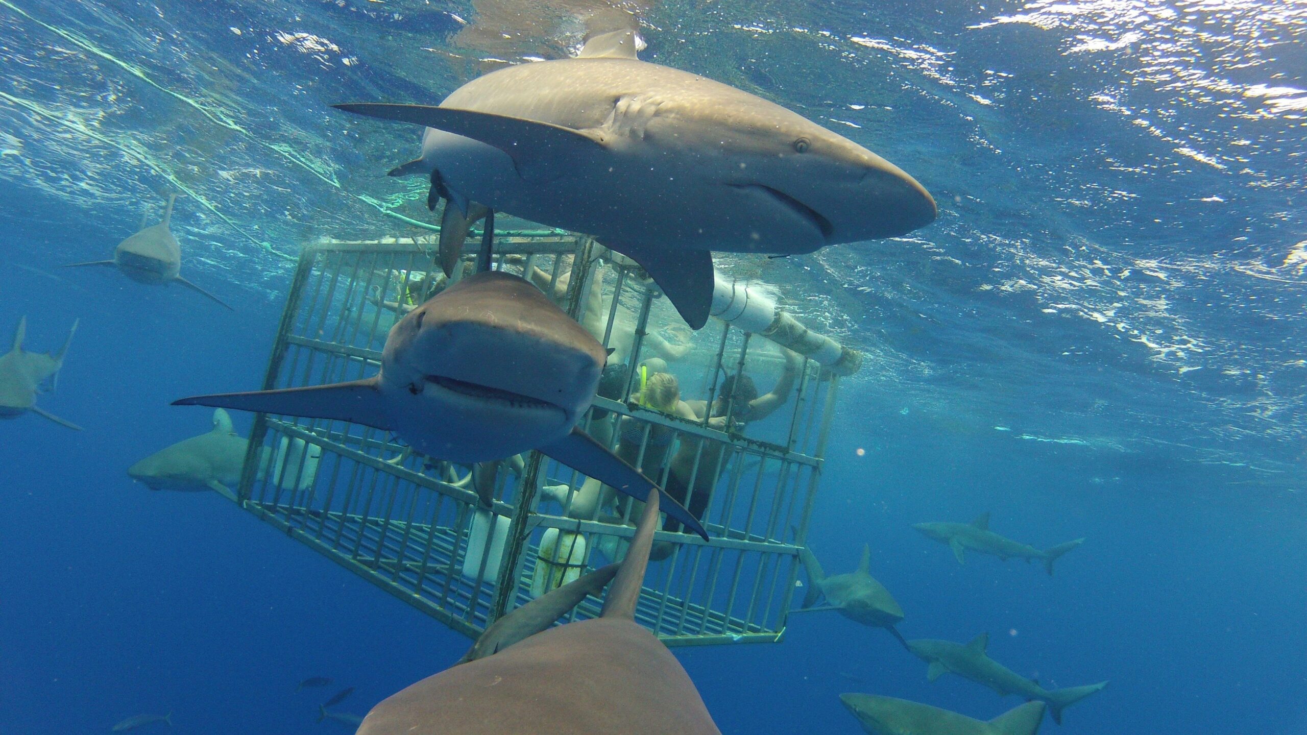 shark cage