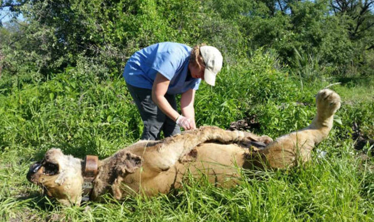 wildlife removal san antonio