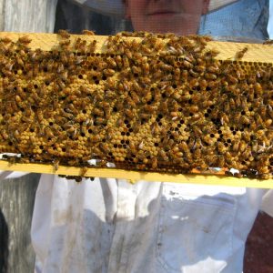 Choosing the Right Bee Removal Experts for Safe Home Protection