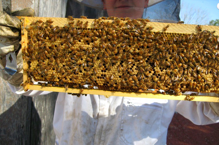 Choosing the Right Bee Removal Experts for Safe Home Protection Choosing the Right Bee Removal Experts for Safe Home Protection